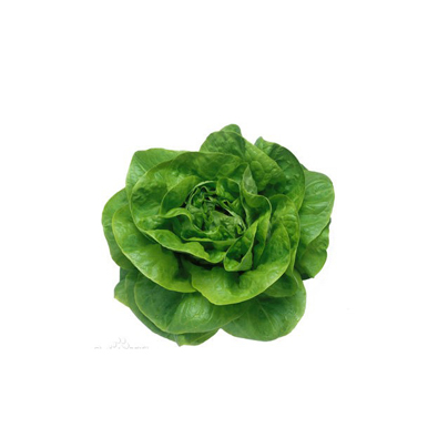 嬭(nai)油(you)生菜(cai)